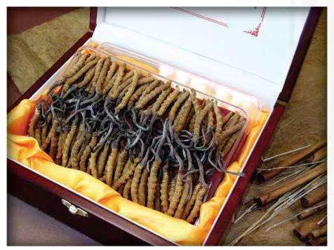 衡东冬虫夏草回收